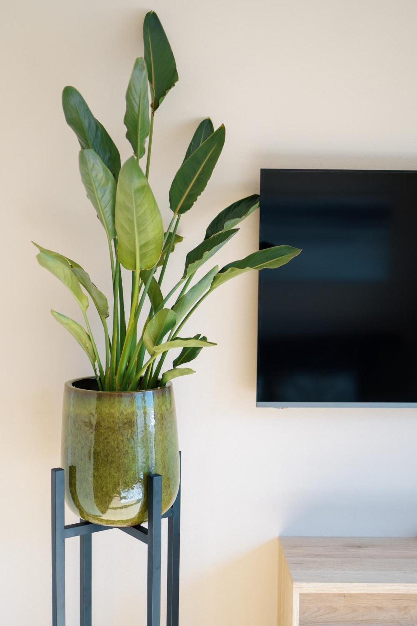 Agave Kaltern